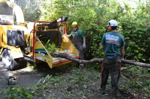 tree services Arvada